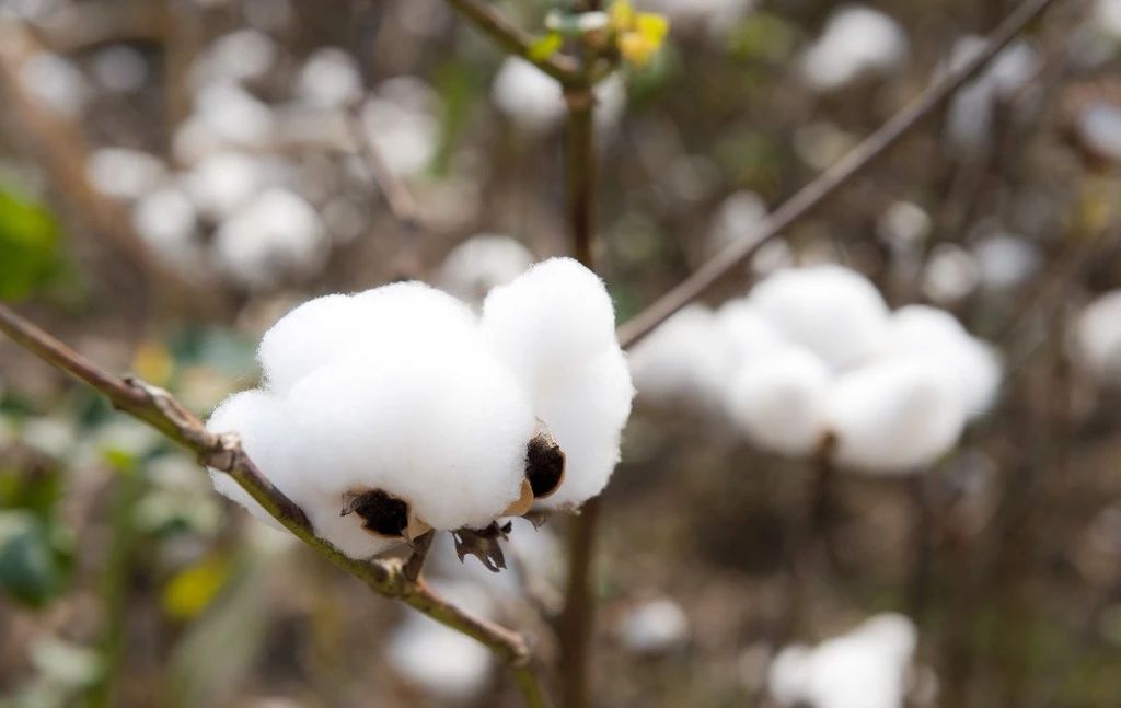 植物生长调节剂在棉花上的应用