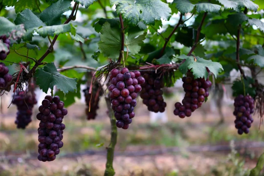 【全丰生物】植物生长调节剂在果树上的应用——葡萄（一）