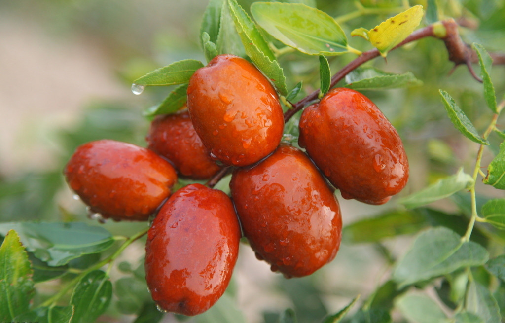【全丰生物】植物生长调节剂在果树上的应用——枣（二）