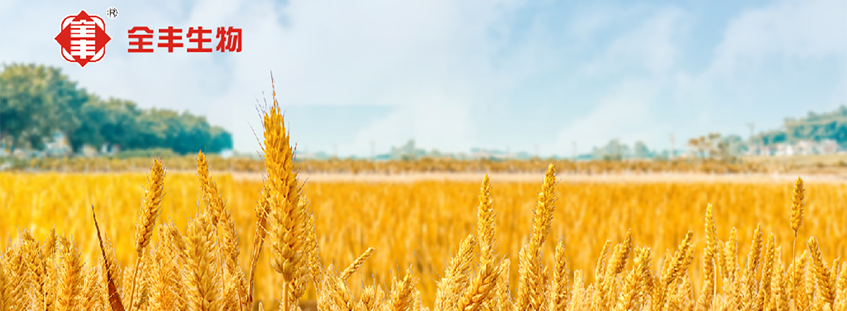 【全丰生物】小麦的种植技术及管理