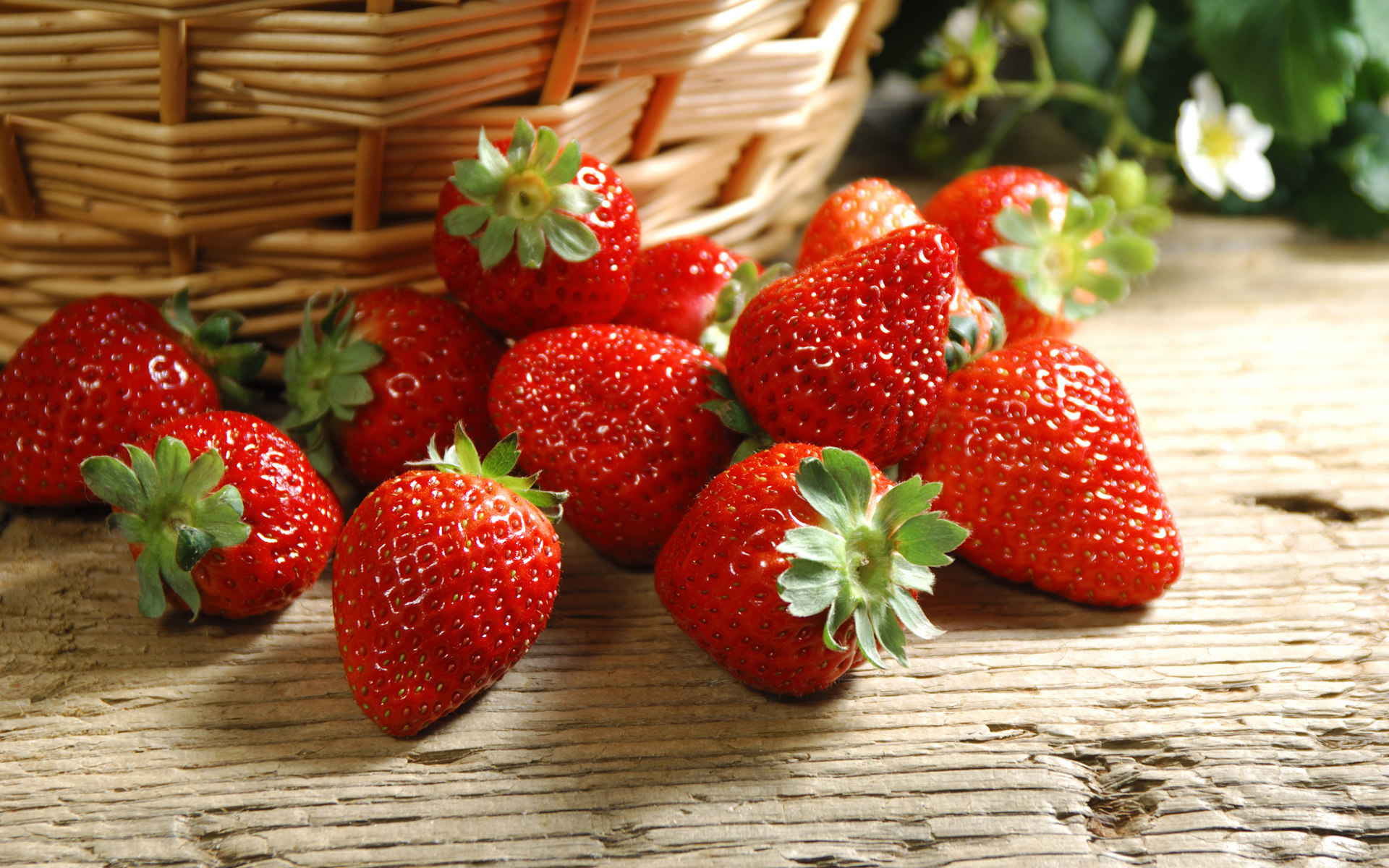 【全丰生物】植物生长调节剂在果树上的应用——草莓（二）