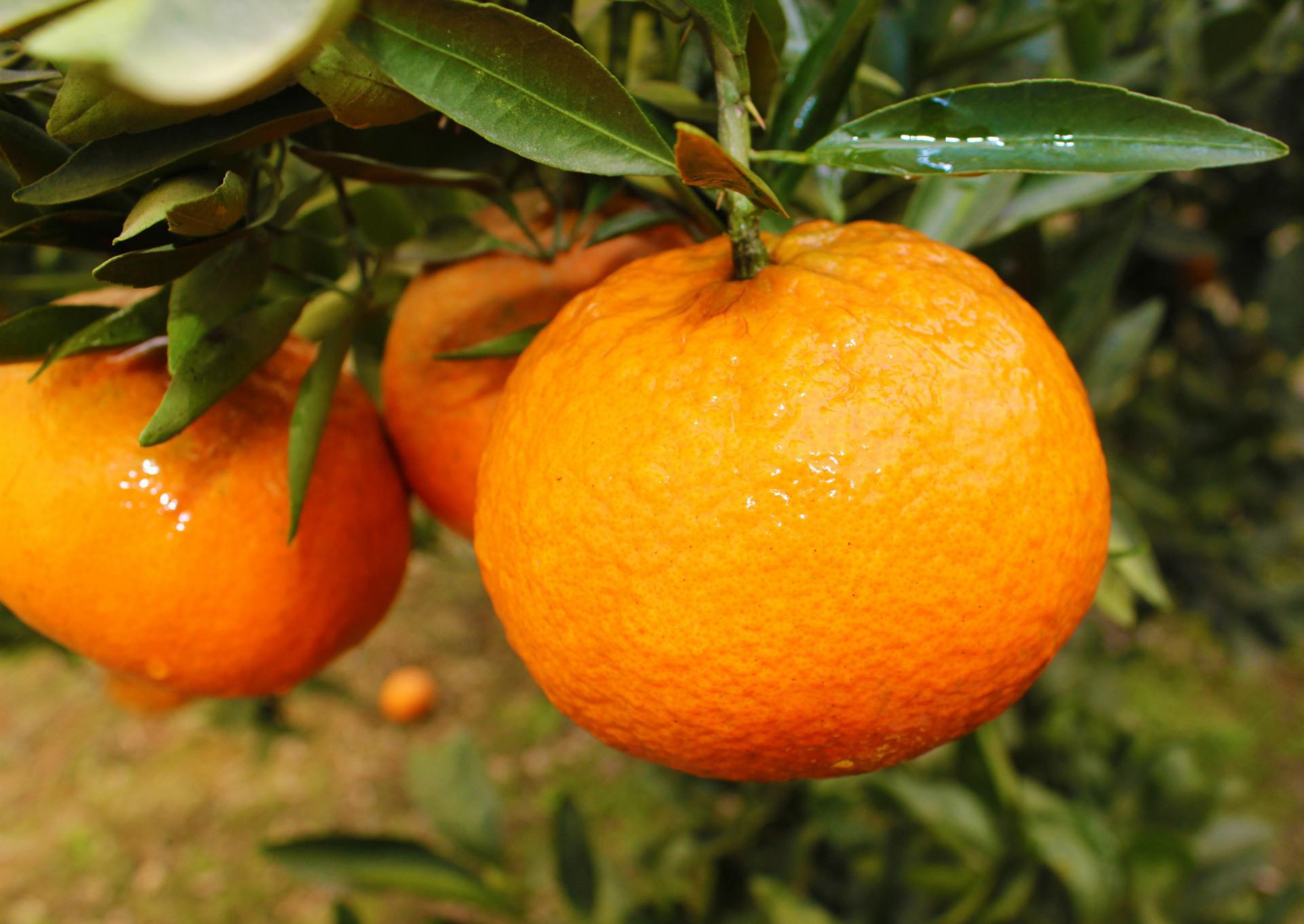 【全丰生物】植物生长调节剂在果树上的应用——柑橘（二）